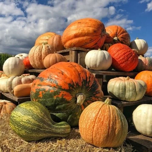 Blue Ridge Mountain Maze Festival near Crozet VA