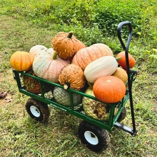 Sarah's Pumpkin Patch