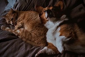 Cat and dog in a pet-friendly apartment in Crozet